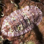 Chiton sp. 11